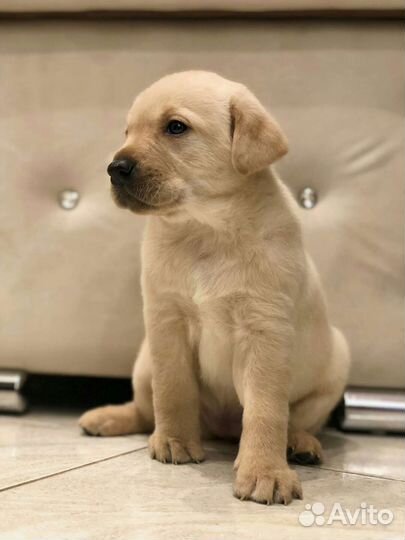 Щенки лабрадора