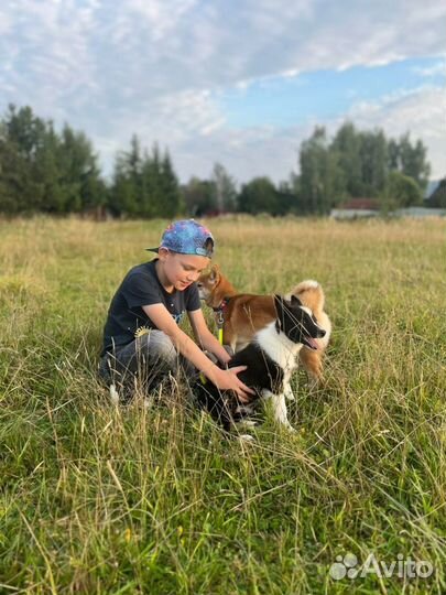 Передержка собак в домашних условиях. Зооняня