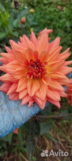 Георгины клубни