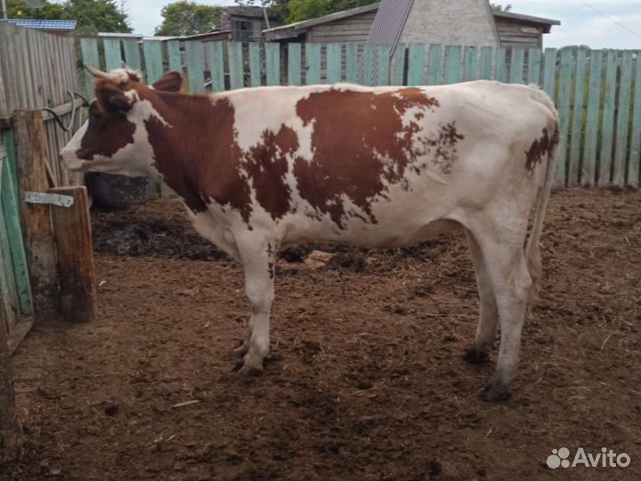 Нетель, отёл в феврале