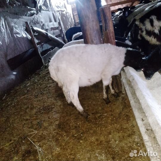 Овцы бараны ягнята дорпер