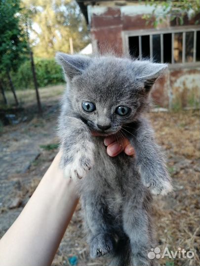 Шотландская вислоухая кошка белая серая