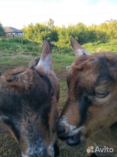 Козы козочки