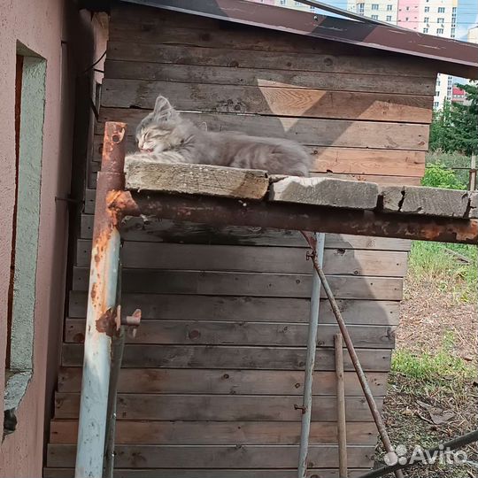 Отдам в добрые руки