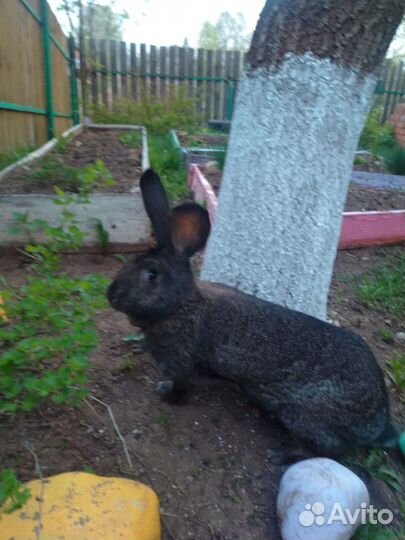 Продаются кролики