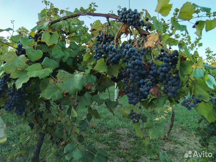 Виноград саперави пр. самосбор