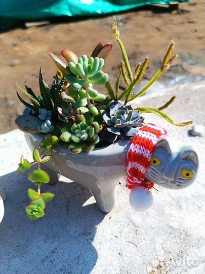 Флорариум, садик из суккулентов, цветы, подарок
