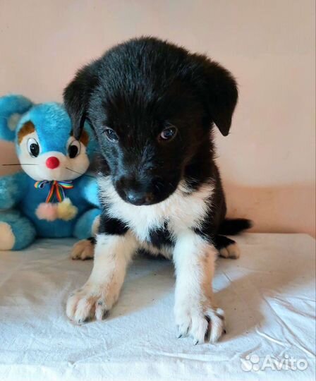 Щенок в добрые руки