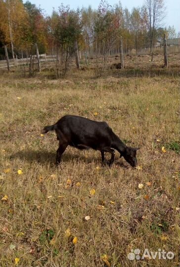 Зааненские козочки - 10 мес. (4 шт.)