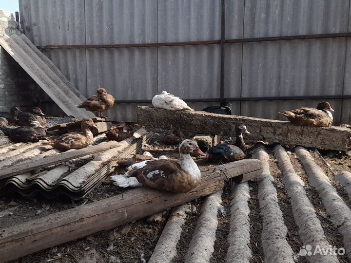 Молодняк птицы