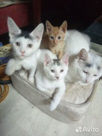 Котята на любой вкус и цвет