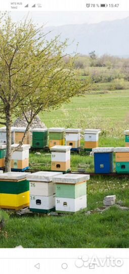 Улей с пчелами