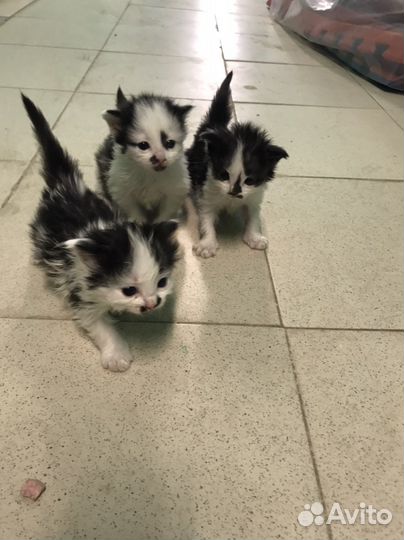 Котята бесплатно