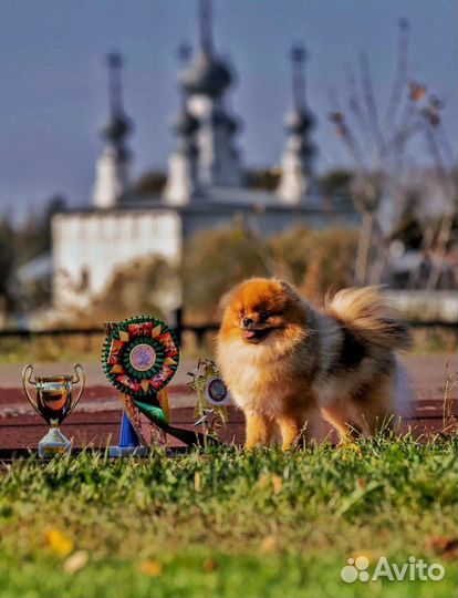 Кобель для вязки(Чемпион России, померанский шпиц)