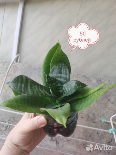 Сансевьерия, фикус, Аихризон