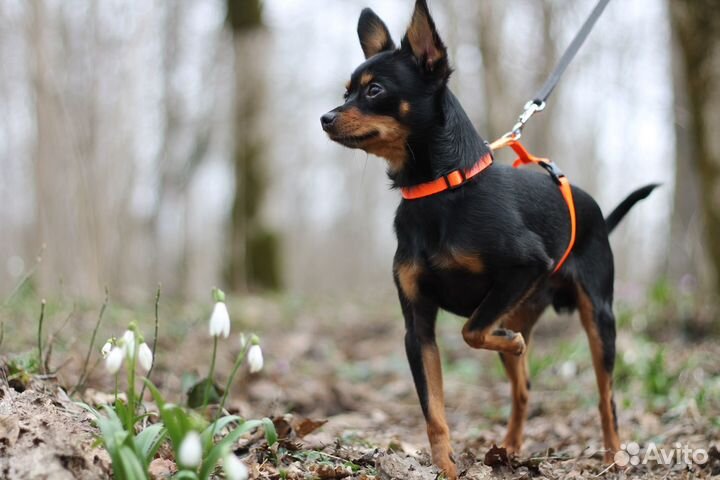 Вязка той-терьер