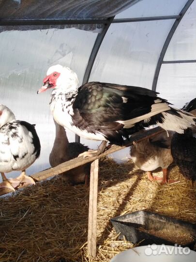 Продаётся птица