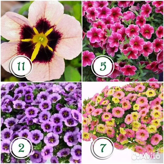 Калибрахоа