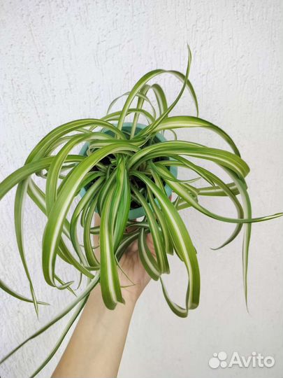Хлорофитум кудрявый(бонни)