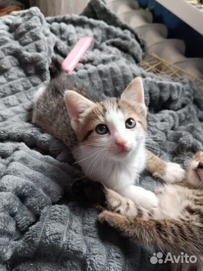 Котенок девочка бесплатно