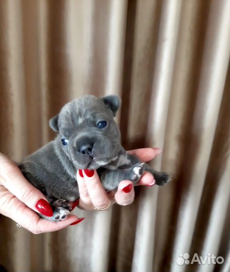 Щенки французского бульдога