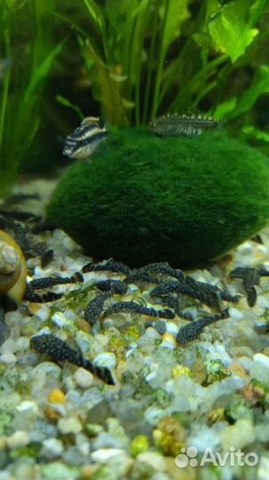 Аквариумные рыбки