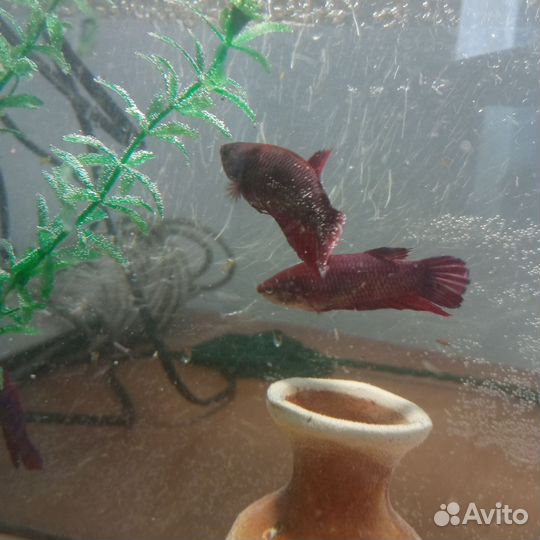 Аквариум с рыбками