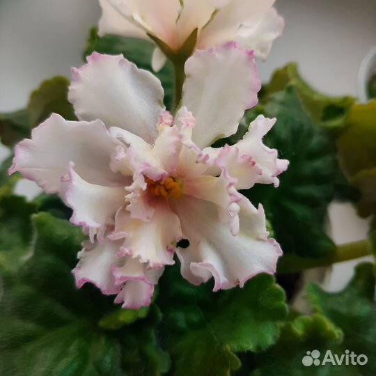 Фиалка. Стартеры