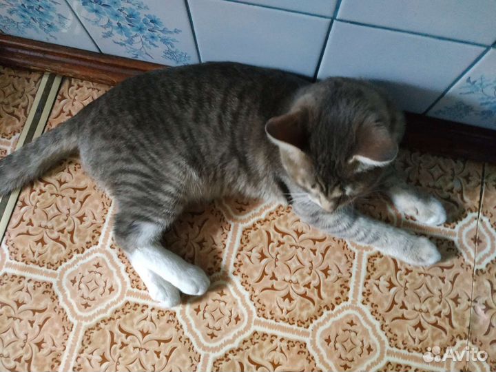 Котик бесплатно