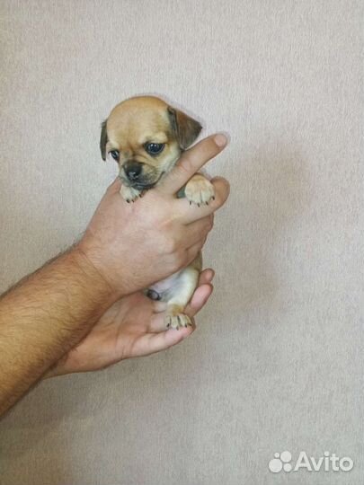 Щенки чихуахуа