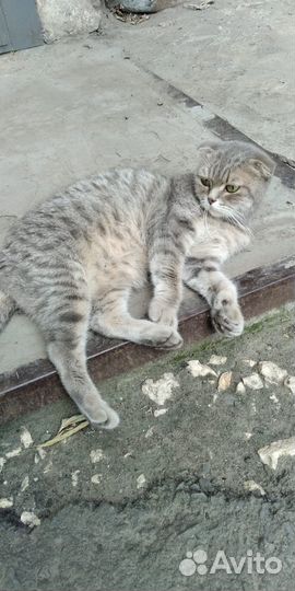 Шотландская вислоухая кошка