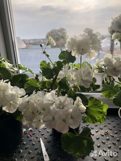 Пеларгония герань