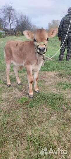 Бычок домашний