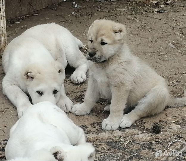 Щенки алабая