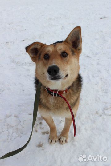 Собака Орфей в дар из приюта