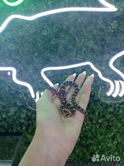 Маисовый полоз