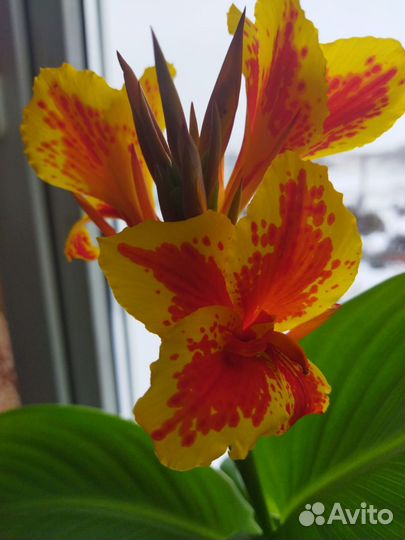 Клубни Канны