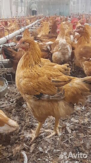 Цыплята бройлеры на мясо