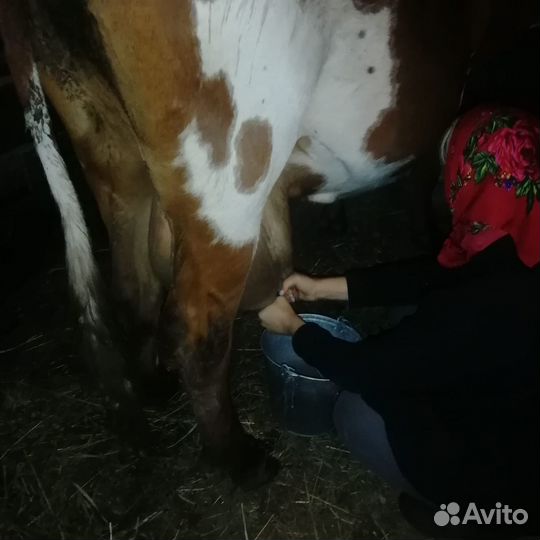 Корова дойная