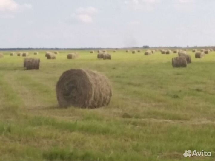 Сено