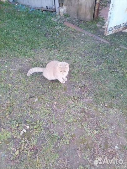 Котята бесплатно