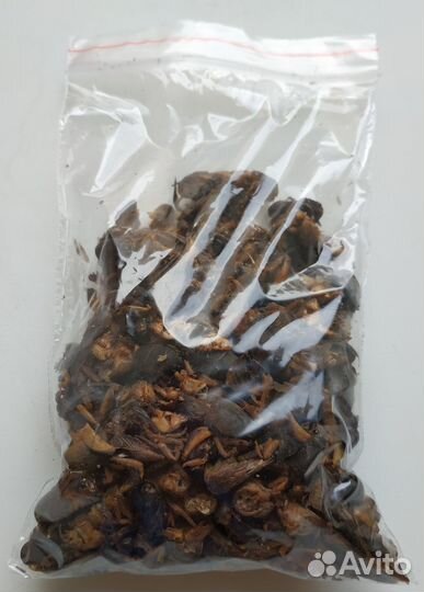 Медведка азиатская сушеная для иммунитета