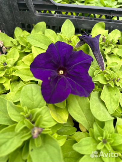 Однолетние цветы