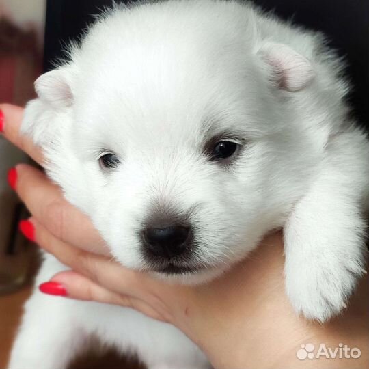 Японский шпиц