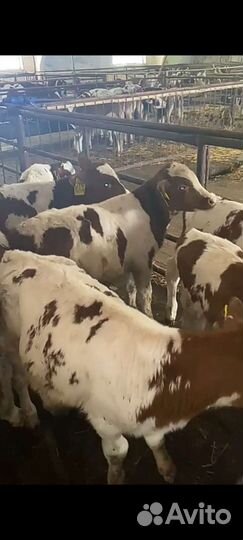 Телята бычки