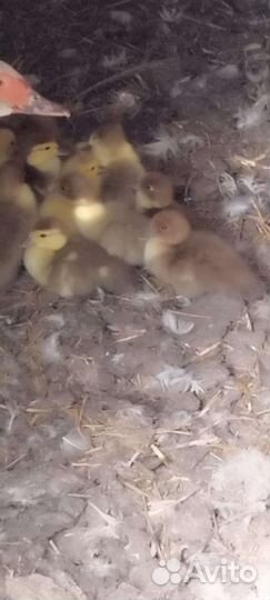 Утята суточные