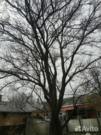 Отдам дрова бесплатно самовывоз
