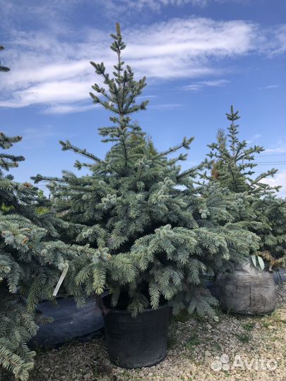 Голубая ель, зеленые ели