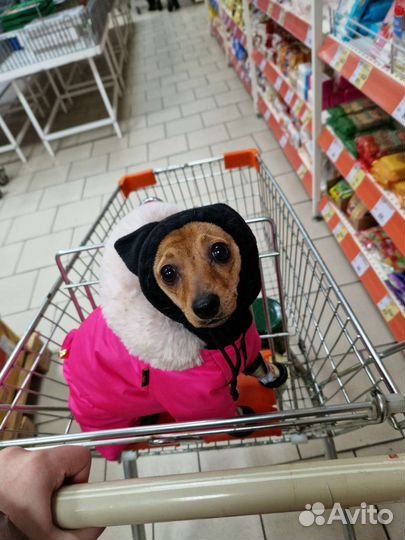 Вязка той терьер девочка