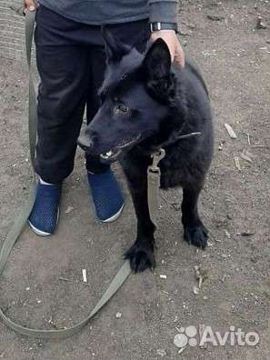 Щенки немецкой овчарки